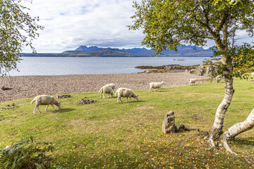 Sheep grazing on the shores of Loch Eishort at Tokavaig on the Sleat Penisula in the south of the...