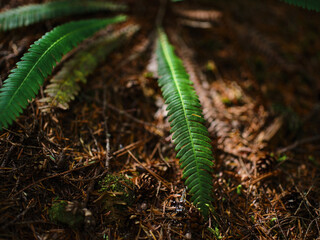 Sunlight shining on fern leaf in PNW forest