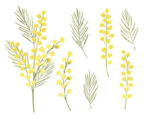 Watercolor illustration yellow mimosa branch. Set of isolated objects. For background, Greeting, invitation wedding, birthday card, textile, wallpaper, wrapping paper. - obrazy, fototapety, plakaty