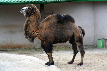 camel in the zoo