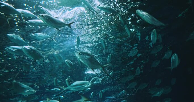 Herd Silver Fish - Pompano Derbio Fish