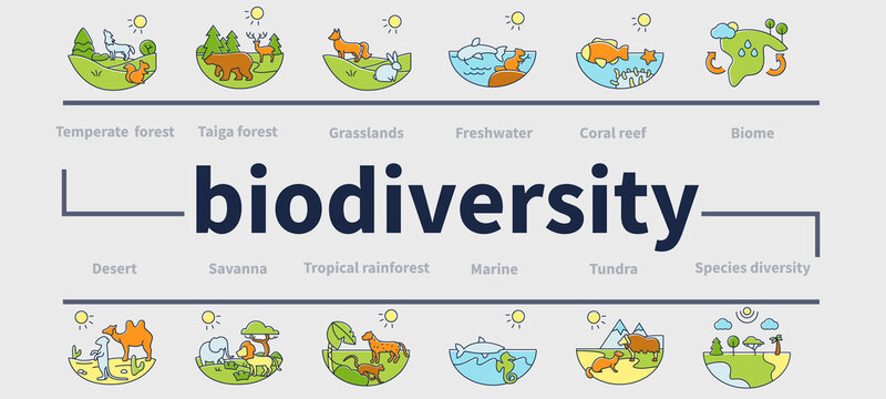Biodiversity ecosystem vector infographics. Consists of desert, grassland, tundra, freshwater, rainforest, coral reef zones for layout, info chart, banner. Ecosystem presentation