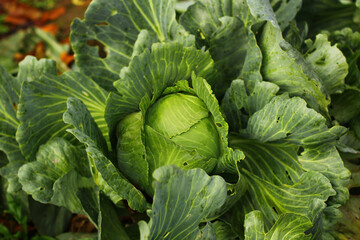 cabbage head in water drops after rain close-up. harvesting in autumn