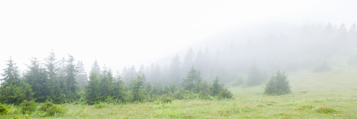 Foggy forest panorama. Silhouette image of pine trees in fog.