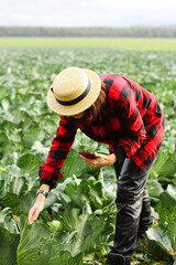 Gardening and agricultural activities during the harvest season. The farmer collects statistics on the cabbage harvest in the field.