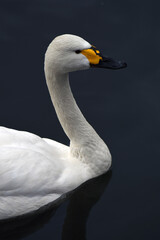 swan on the water