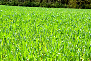 Green wheat field in early spring 