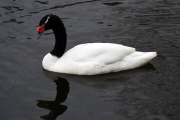 swan on the lake