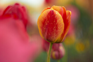 Beautiful colorful tulips at the tulip festival. Beauty of nature. Spring, youth, growth concept.	