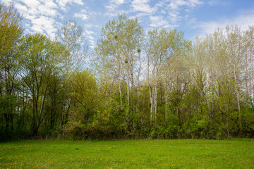 the sky..Deciduous forest and green meadow in the village.