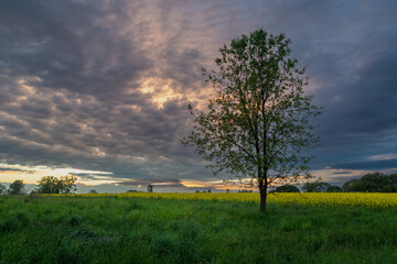 A tree in the meadow and the evening clouds after sunset