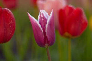 Beautiful colorful tulips at the tulip festival. Beauty of nature. Spring, youth, growth concept.	