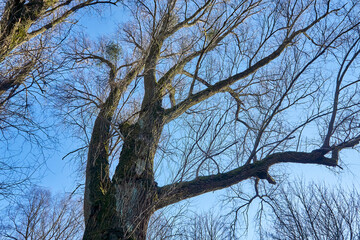 Kaliningrad Yuri Gagarin park, linden trees in spring.