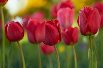 Beautiful red tulips at the Tulip Festival. Beauty of nature. Spring, youth, growth concept.