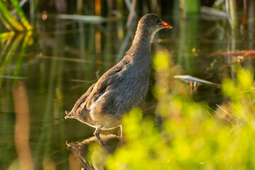 Gallinula chloropus bird standing in the water