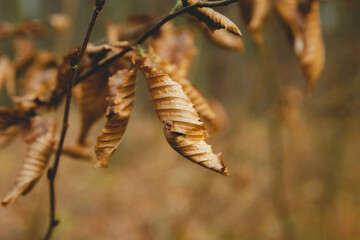 Dry autumn leaves on a tree branch