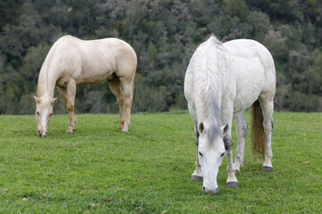 Obraz na płótnie Canvas Palomino and White Horses Grazing in the Meadows. Los Altos Hills, California, USA.