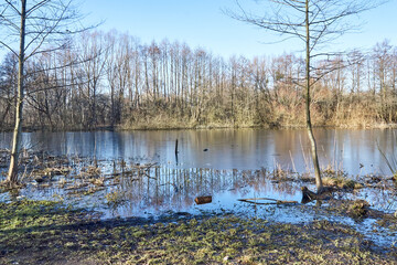 Kaliningrad Yuri Gagarin park, linden trees in spring.