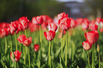 Fototapeta na wymiar Tulips in blossom in a garden in a sunny spring day