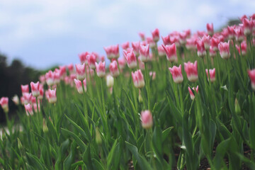 Tulips in blossom in a garden in a sunny spring day