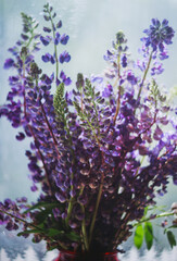 Bouquet of purple lupine flowers with blurred background