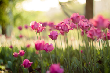 Tulips in blossom in a garden in a sunny spring day