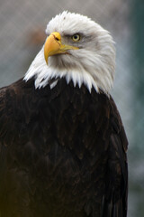 american bald eagle on a fence