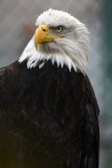 Foto op Plexiglas american bald eagle on a fence © Ekaterina Bykova