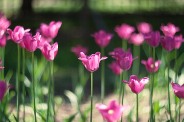 Obraz premium Tulips in blossom in a garden in a sunny spring day