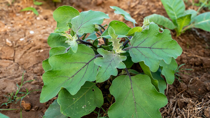 Eggplant, aubergine or brinjal is a plant species in the nightshade family Solanaceae. Solanum melongena is grown worldwide for its edible fruit. Most commonly purple, the spongy, absorbent fruit.