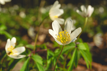 White spring flower of Wood anemone, close up