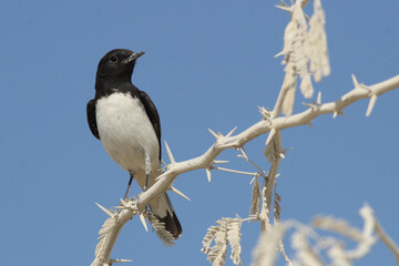 Variable Wheatear