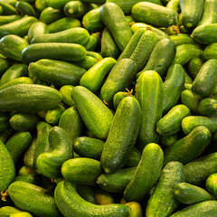 Fresh gherkins on a market stall 