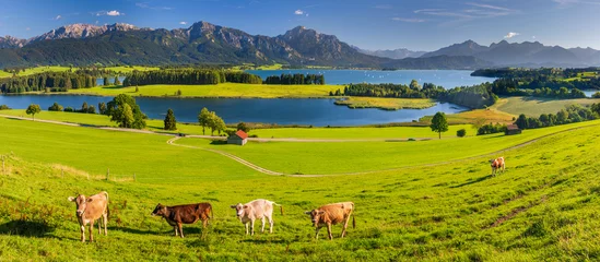 Fotobehang panoramic landscape in Bavaria with mountain range and lake © Wolfilser