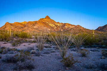 Organ Pipe Cactus National Monument, Arizona, America, USA.
