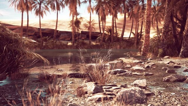 Idyllic oasis in the Sahara Desert