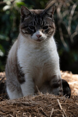 GATO DEPORTISTA Y SALUDABLE