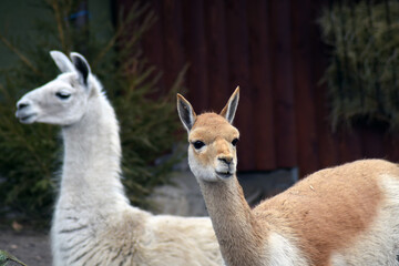 Llama and guanaco in the zoo