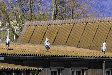 Grey heron in nature