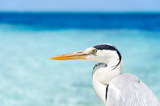 Close up view of a grey heron bird in the Maldives