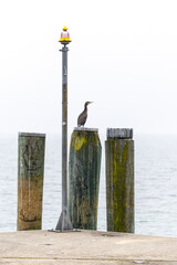 Cormorant on wooden marine mooring poles