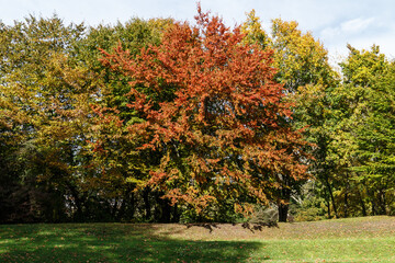 Naklejka premium Colorful beech tree in autumn woodland