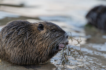 Nutria, auch Biberratte, Wasserratte oder Sumpfbiber genannt, leben in der Nähe von Wasser in selbst gegrabenen Erdhöhlen. Der aus Südamerika stammende, in Gruppen lebende Säuger ist eine invasive Art