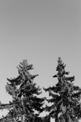 natural landscape, trees and sky