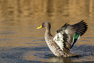 Yellow-billed Duck, Kruger National Park