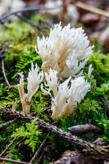 Cluster of Ramariopsis kunzei or coral fungus