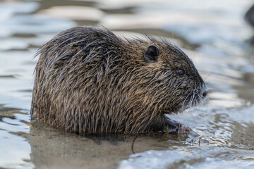 Nutria, auch Biberratte, Wasserratte oder Sumpfbiber genannt, leben in der Nähe von Wasser in...