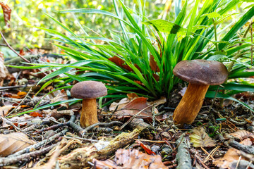 Wild Mushroom with Brown Cap