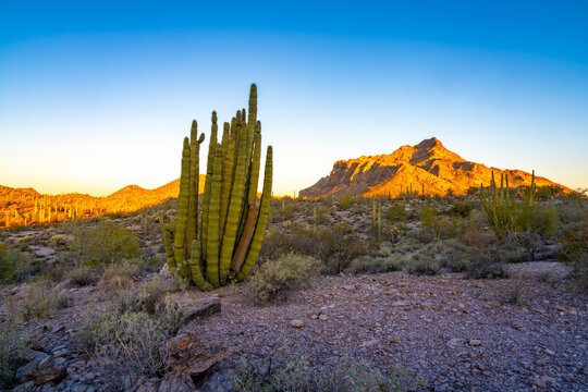 Organ Pipe Cactus National Monument, Arizona, America, USA. © jon manjeot