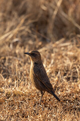Ant-eating Chat, Pilanesberg National Park